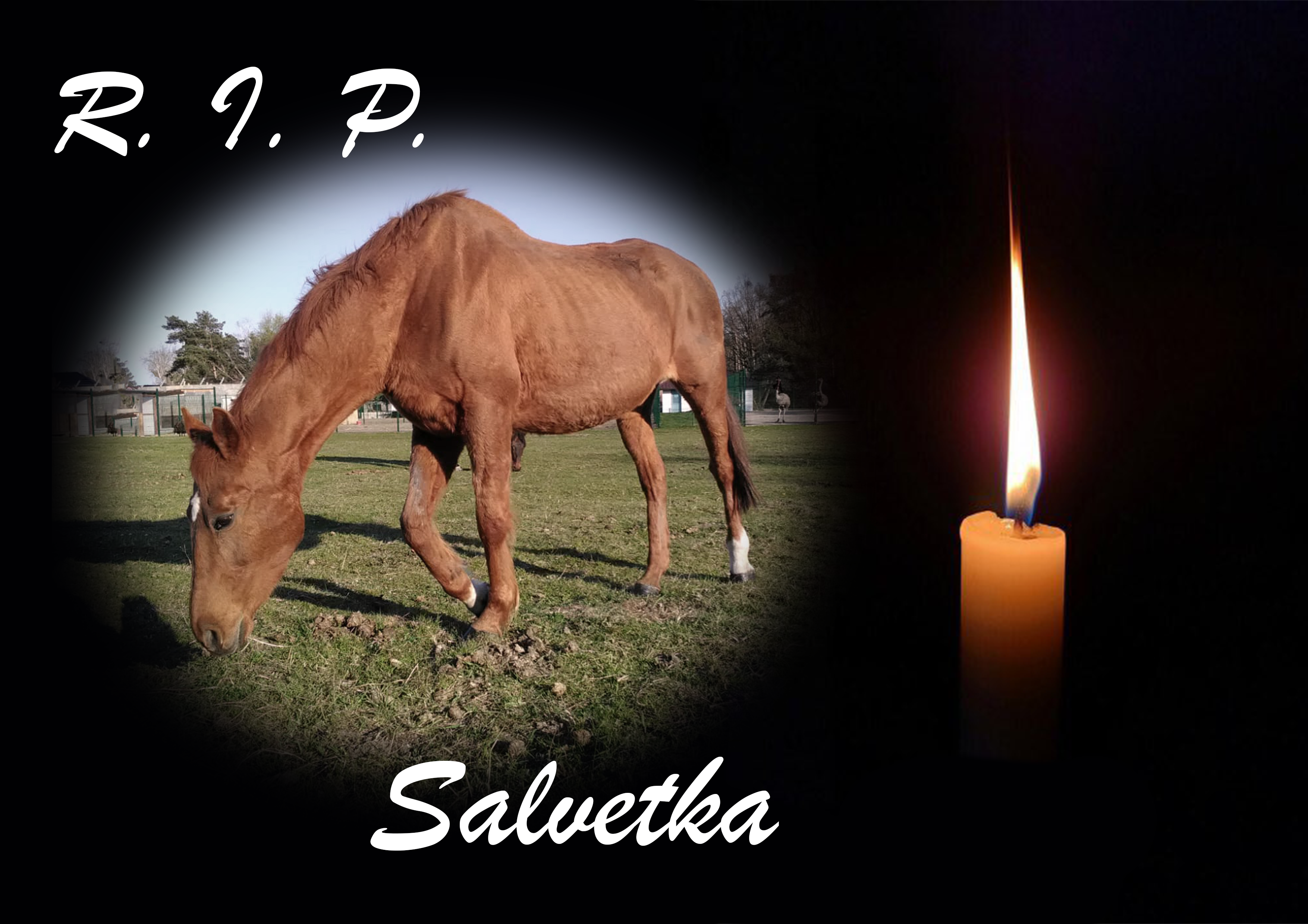 RIP Salvetka