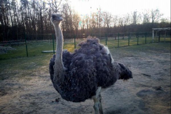 https//spolecnostlaguna.cz/cs/informace-o-zvireti?id=46